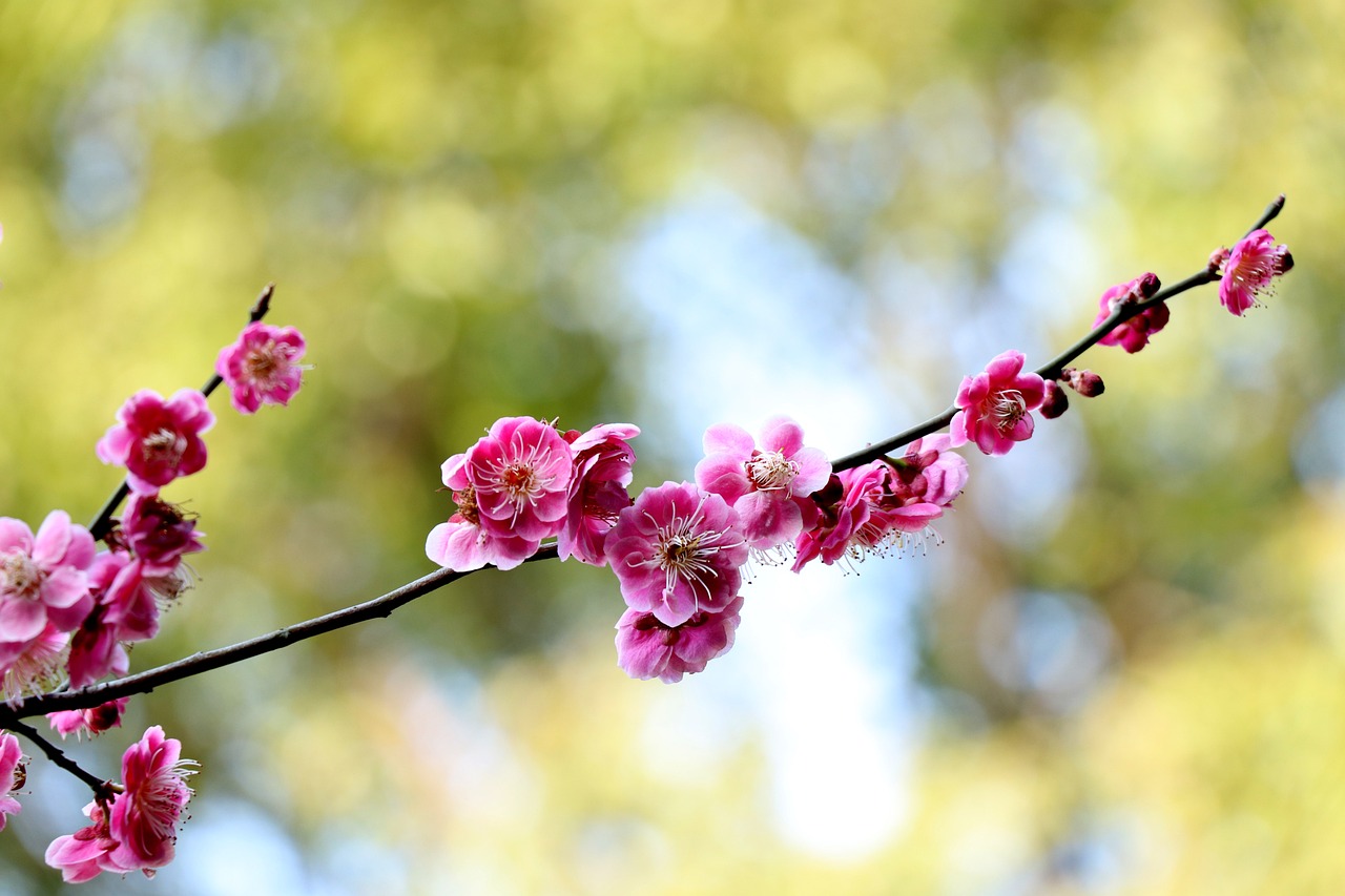 梅花生物股票，深度探究其價(jià)值與潛力