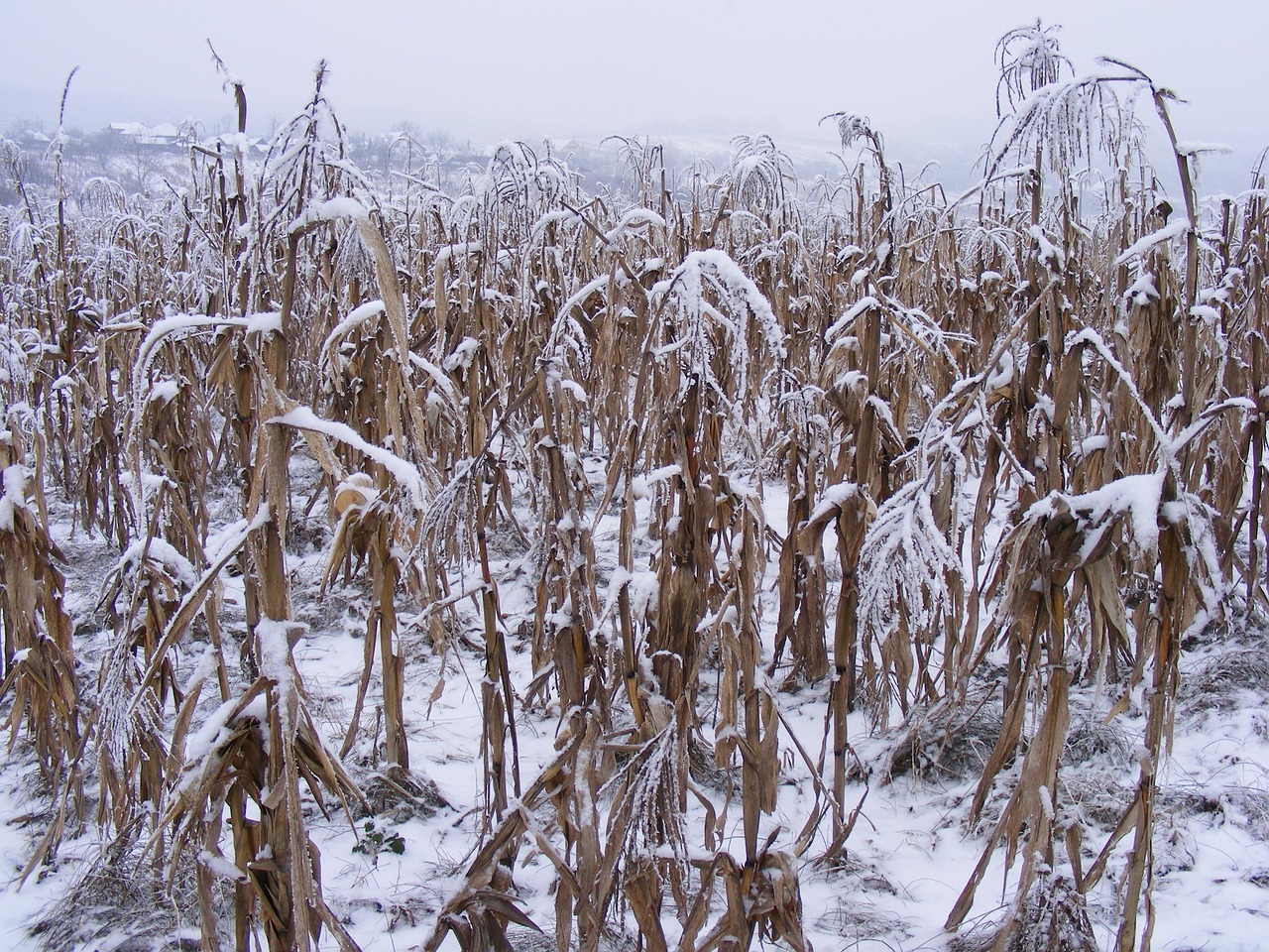 雪榕生物與雪蓉生物引領(lǐng)生物科技新時代